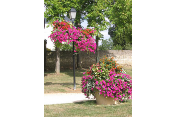 Fleurissement - parc de la Ribaudière - Copyright : mairie Chasseneuil-du-Poitou